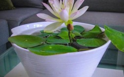 碗莲品种有哪些？附图片看看？