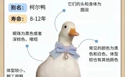 鸭子养殖技术管理要点