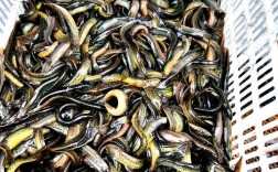 泥鳅养殖技术视频全集