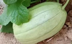 芝麻香瓜种植技术有哪些关键步骤？