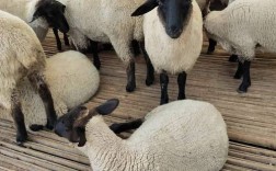 世界著名羔皮羊品种有哪些？