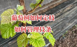 葡萄无土栽培技术视频如何操作？
