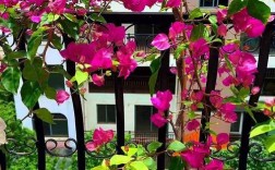 双色三角梅的叶色为何独特？