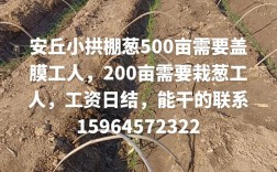 拱棚大葱种植技术视频有哪些要点？