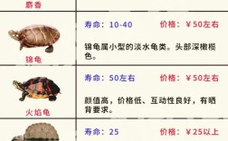 2025年陆龟价格会涨还是跌？热门品种多少钱？