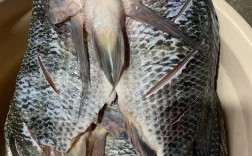 阳江市今日罗非鱼价格