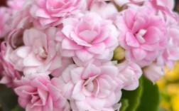 哪些长寿花品种颜值高？