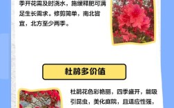杜鹃花的种类和品种