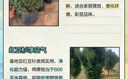 曼地亚红豆杉有哪些品种？