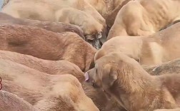 养什么品种肉食狗赚钱