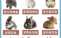 獭兔品种如何选？繁殖技术要点有哪些？