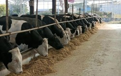 优质肉牛饲养管理技术要点有哪些？