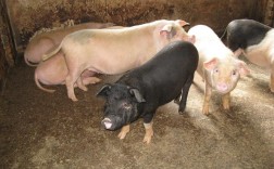 2025年新品种猪长啥样？