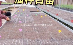 小米盆栽种植技术有哪些关键步骤？