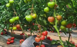 越冬西红柿怎么种才能高产？