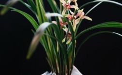 建兰有哪些知名品种？