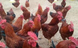 红羽公鸡有哪些常见品种？