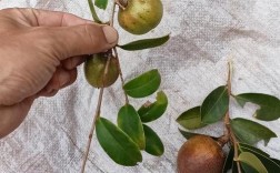 油茶品种多，区别在哪？