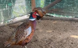 野鸡饲养管理关键技术有哪些？