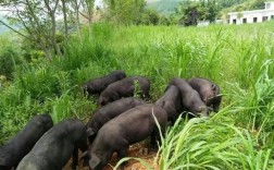 贵州放养山猪养殖技术要点有哪些？