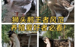 哪种放养肉鹅品种好？