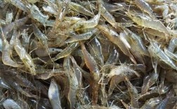 南京草虾行情如何？价格最新走势怎样？