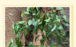 何首乌盆景栽培技术要点有哪些？