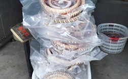 2025年水律蛇价格会涨还是跌？