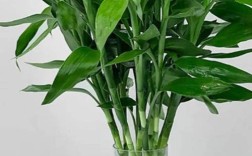 哪种富贵竹品种最好？