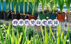 茭白泥鳅混养如何高效共生？