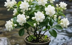 栀子花什么品种最好看