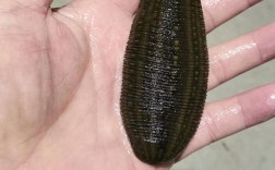 2025年蚂蟥价格会涨还是跌？