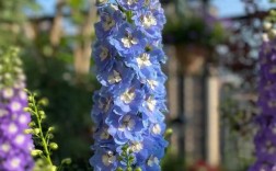 哪些牧草开花？有哪些品种？