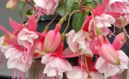 倒挂金钟品种到底有多少？