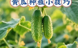 打瓜种植技术视频教程