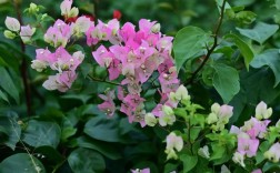 三角梅哪些品种长得高？