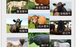 我国肉牛品种各有啥优缺点？