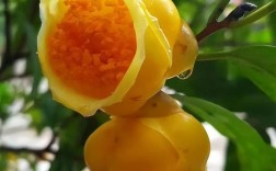 金茶花哪个品种最名贵？