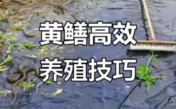 黄鳝养殖技术哪里学？