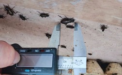 人工蟋蟀养殖技术视频怎么学？