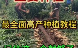 专家生姜催芽新技术，如何提高出芽率与质量？