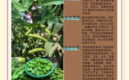 蚕豆种植亩产多少？高产技术有哪些？