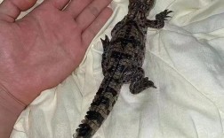 鳄鱼养殖选什么品种最合适？