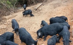 藏香猪养殖技术视频，新手能学会吗？