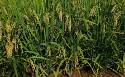 早稻早熟高产水稻品种有何优势？