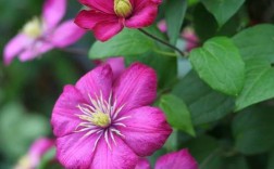 铁线莲品种繁多，该如何挑选？