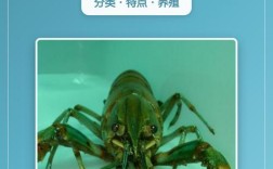 澳州淡水龙虾养殖技术难点有哪些？