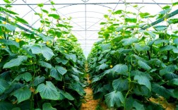 冬季大棚黄瓜咋管理才能高产？