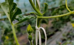 礼品西瓜栽培技术视频