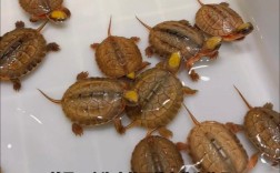 2025年海南金钱龟苗价格会涨还是跌？